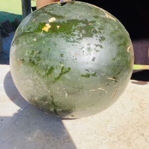 Chris Bath Instagram - Just a little bit of unfiltered amateur gardening excitement this morning at #birdnerdsrusfarm #watermeloncentral #soundon 🔊