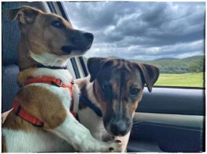 Chris Bath Instagram - #cruising ❤️❤️
Pups officially converted from vomitrons to Hilux highwaymen #steveandrambo #birdnerdsrusfarm