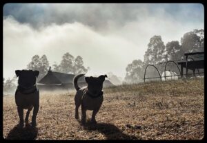 Chris Bath Instagram - Guerrillas in the mist
#steveandrambo
#birdnerdsrusfarm