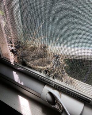 Chris Noth Instagram - 3 newborn birds in our window- hawks circled above, but they made it!