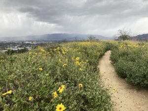 Chris Noth Instagram - Alpine meadows? Foothills of Switzerland? Nope- 😉that’s a hike on Fryman Canyon- looking toward studio city!