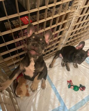 Chris Powell Instagram - These puppies are way too cute for me to still have 2 left. Stop asking me how much they cost…they cost a grip. If you don’t have a grip I dont know what to tell you. That being said my mom is ready for them to go so make me an offer b4 I get pissed!