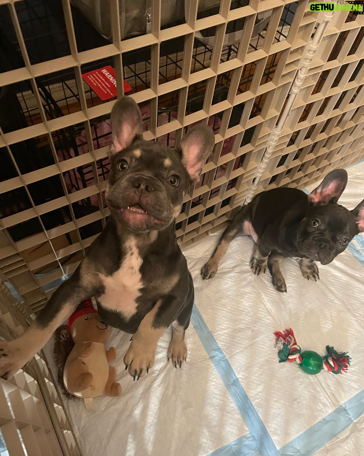 Chris Powell - 842 Likes - These puppies are way too cute for me to still have 2 left. Stop asking me how much they cost…they cost a grip. If you don’t have a grip I dont know what to tell you. That being said my mom is ready for them to go so make me an offer b4 I get pissed!