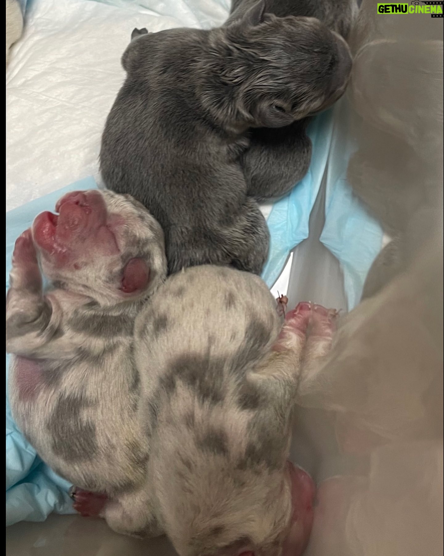 Chris Powell - 694 Likes - First slide is the 4 Girls. Second Slide is the 4 Boys. We had 9 but one didn’t make it. So we gone do it for lil saint! #FunnyFarmFrenchies #FrenchBulldogpuppies #Frenchy #ChristmasFrenchy