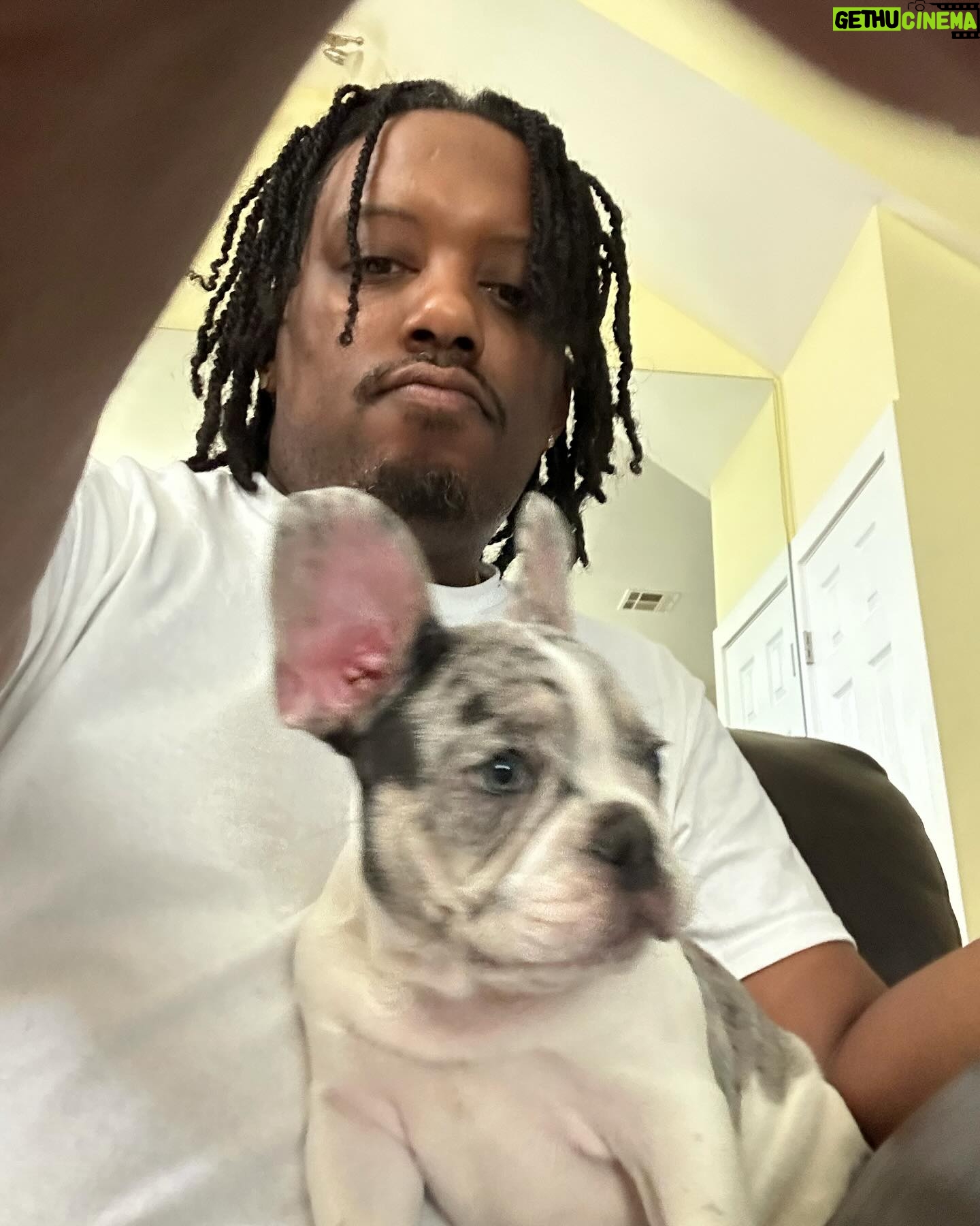 Chris Powell - 1.4K Likes - Really proud of this litter we produced @funnyfarmsfrenchies really dope colors and just overall great pups. We still have 2 boys left and I’m even letting them go for a great price (they’re cute but they gots to go) hit me in my DM or on @funnyfarmsfrenchies and let’s put it together.