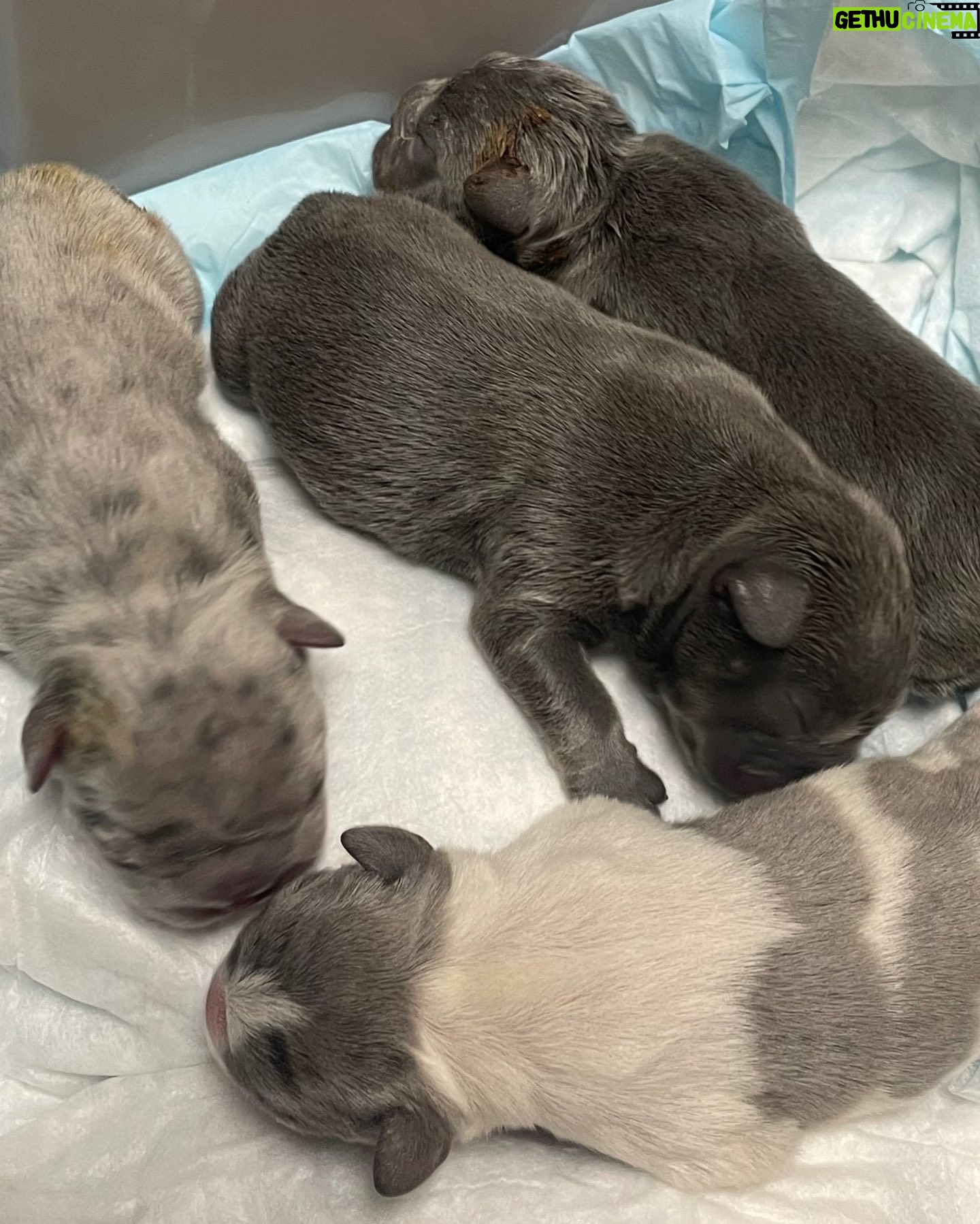Chris Powell - 694 Likes - First slide is the 4 Girls. Second Slide is the 4 Boys. We had 9 but one didn’t make it. So we gone do it for lil saint! #FunnyFarmFrenchies #FrenchBulldogpuppies #Frenchy #ChristmasFrenchy
