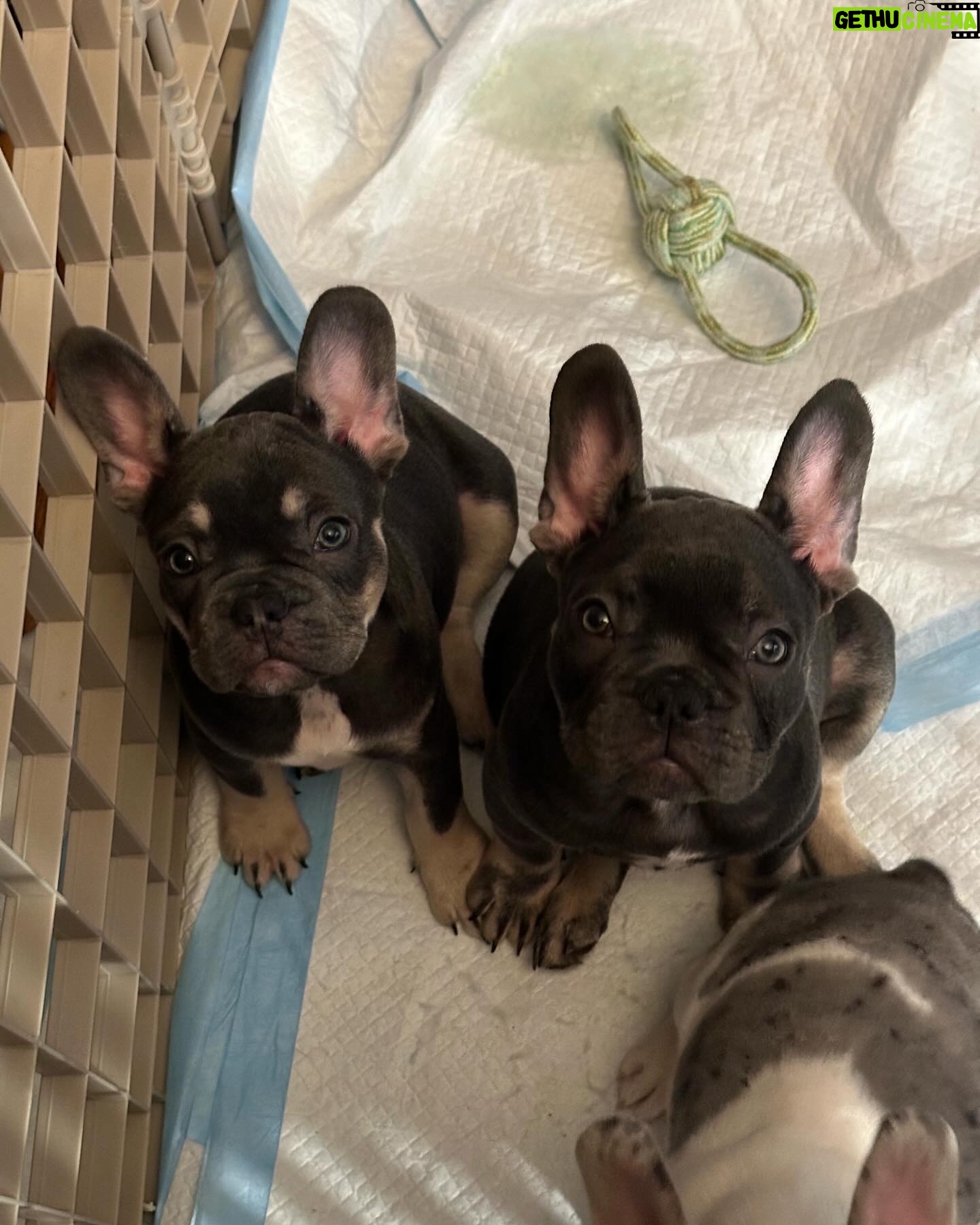 Chris Powell - 1.4K Likes - Really proud of this litter we produced @funnyfarmsfrenchies really dope colors and just overall great pups. We still have 2 boys left and I’m even letting them go for a great price (they’re cute but they gots to go) hit me in my DM or on @funnyfarmsfrenchies and let’s put it together.