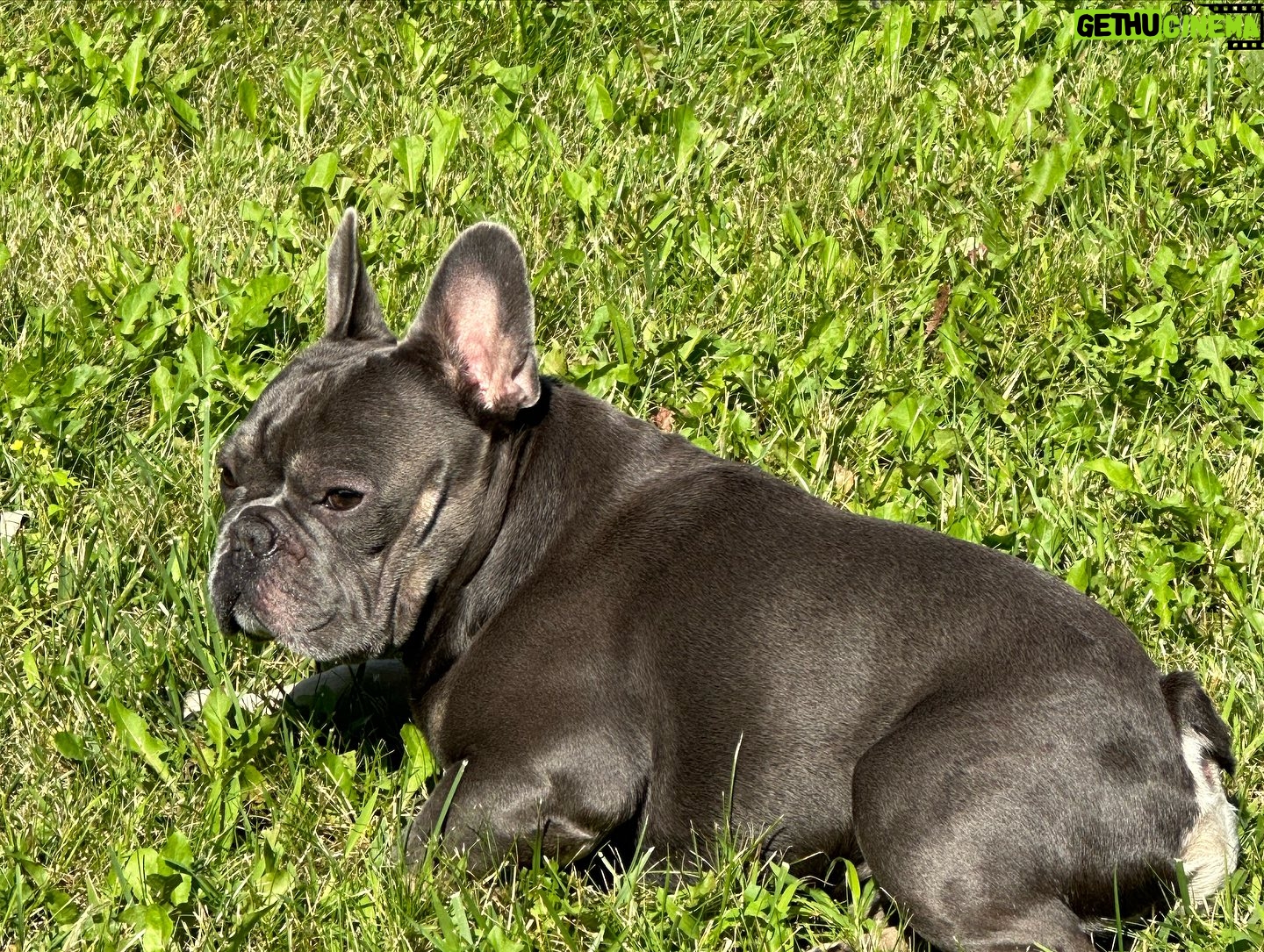 Chris Powell - 1.1K Likes - So my best friend (Max) and his wife (Minnie) are having 9 puppies! I’m super happy for them. Puppies will be ready for new homes on Christmas. Get at me if you’re interested! #FunnyFarmFrenchies