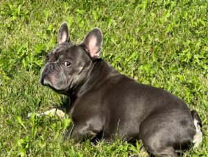 Chris Powell Instagram - So my best friend (Max) and his wife (Minnie) are having 9 puppies! I’m super happy for them. Puppies will be ready for new homes on Christmas. Get at me if you’re interested! #FunnyFarmFrenchies