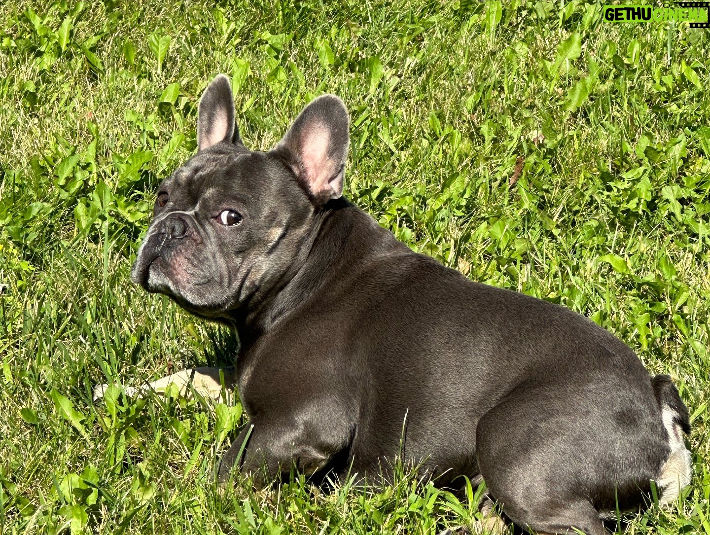 Chris Powell - 1.1K Likes - So my best friend (Max) and his wife (Minnie) are having 9 puppies! I’m super happy for them. Puppies will be ready for new homes on Christmas. Get at me if you’re interested! #FunnyFarmFrenchies
