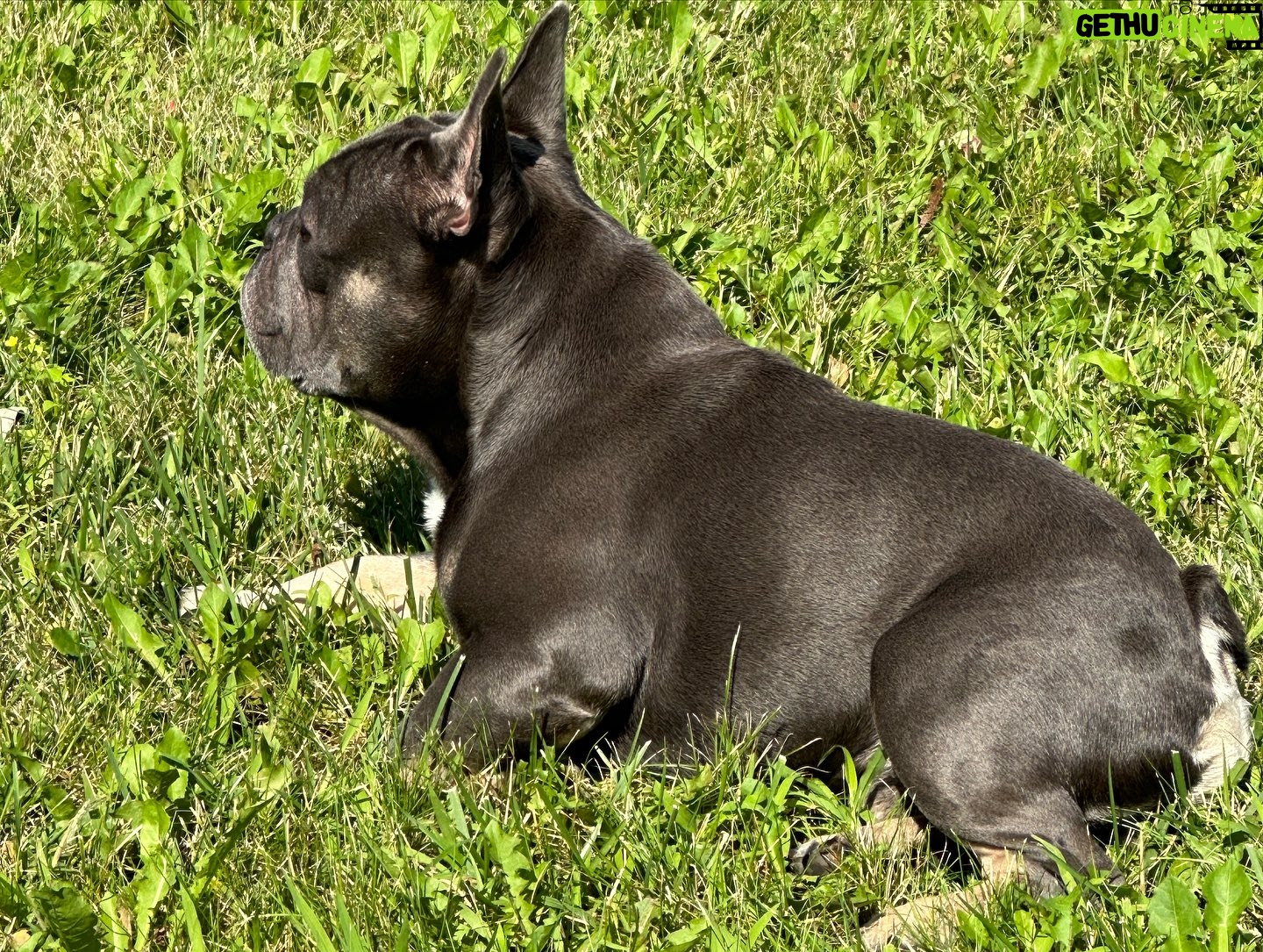 Chris Powell - 1.1K Likes - So my best friend (Max) and his wife (Minnie) are having 9 puppies! I’m super happy for them. Puppies will be ready for new homes on Christmas. Get at me if you’re interested! #FunnyFarmFrenchies