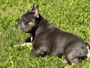 Chris Powell Instagram - So my best friend (Max) and his wife (Minnie) are having 9 puppies! I’m super happy for them. Puppies will be ready for new homes on Christmas. Get at me if you’re interested! #FunnyFarmFrenchies