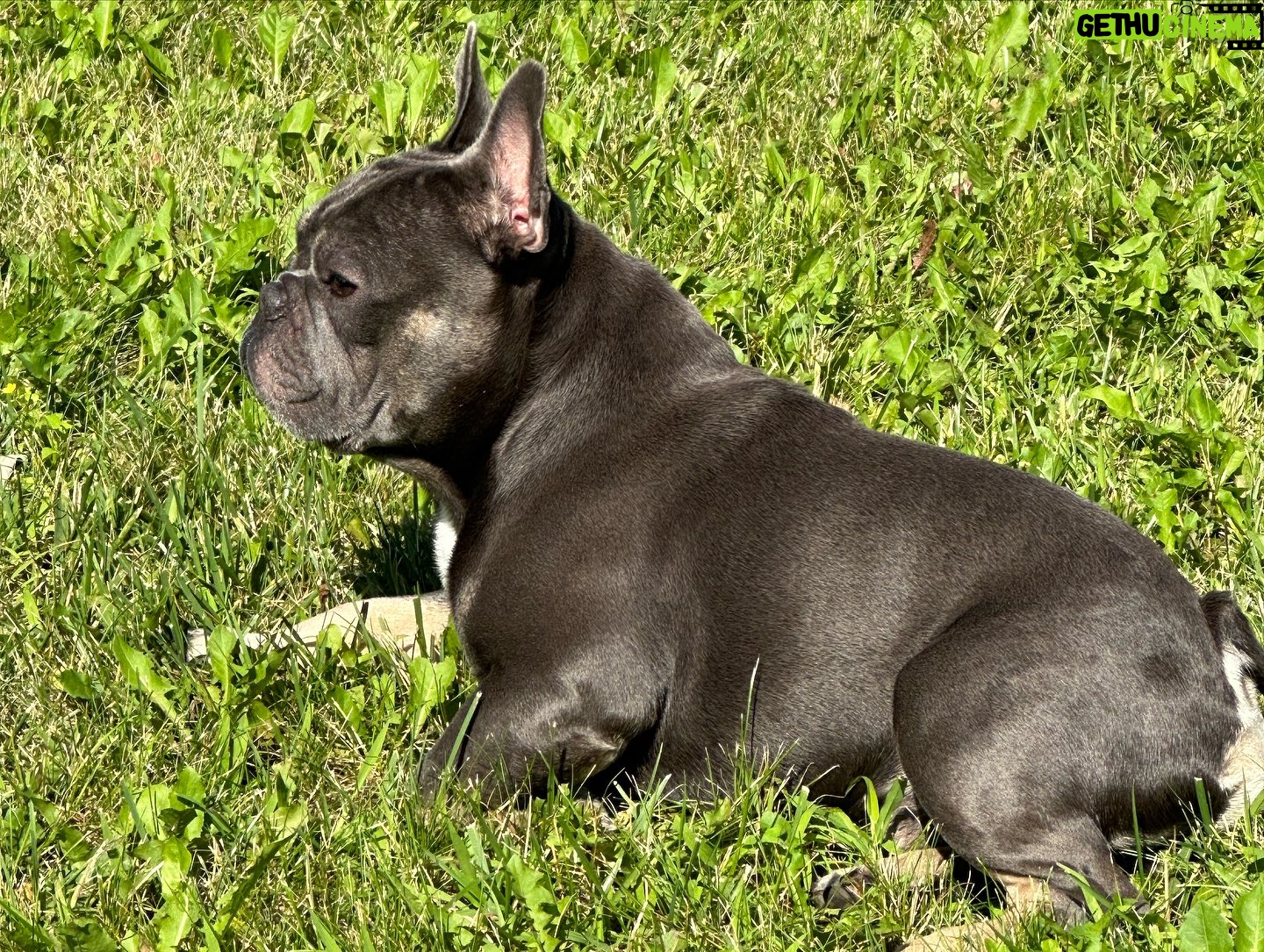 Chris Powell - 1.1K Likes - So my best friend (Max) and his wife (Minnie) are having 9 puppies! I’m super happy for them. Puppies will be ready for new homes on Christmas. Get at me if you’re interested! #FunnyFarmFrenchies