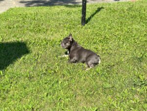 Chris Powell Instagram - So my best friend (Max) and his wife (Minnie) are having 9 puppies! I’m super happy for them. Puppies will be ready for new homes on Christmas. Get at me if you’re interested! #FunnyFarmFrenchies