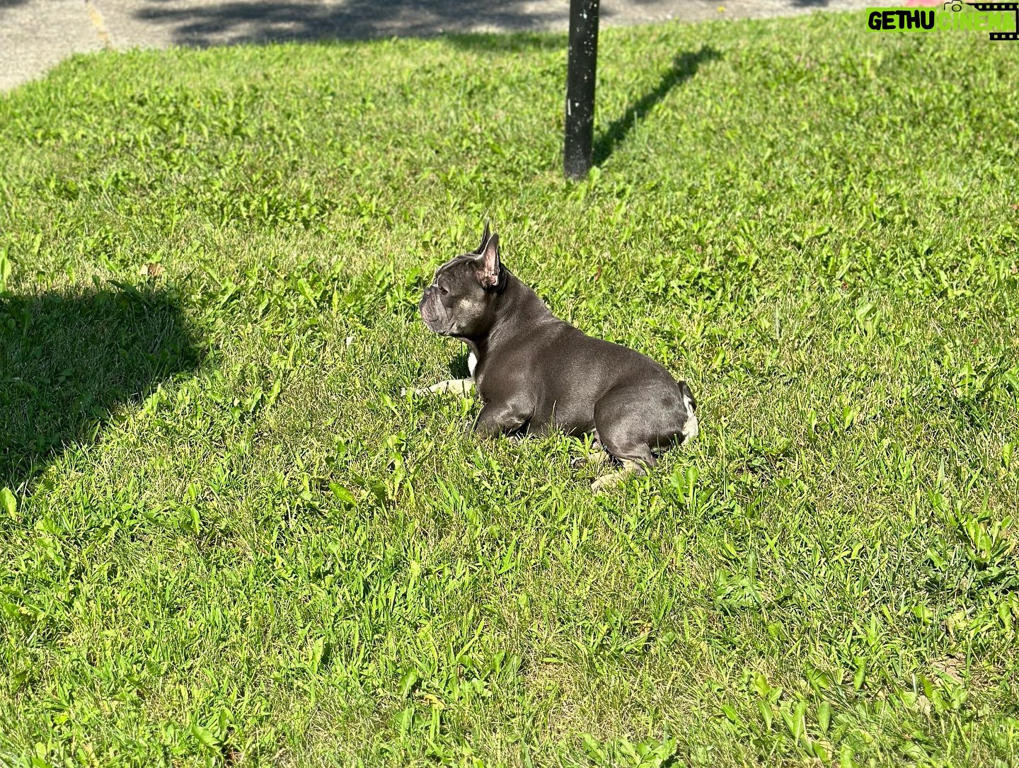 Chris Powell - 1.1K Likes - So my best friend (Max) and his wife (Minnie) are having 9 puppies! I’m super happy for them. Puppies will be ready for new homes on Christmas. Get at me if you’re interested! #FunnyFarmFrenchies