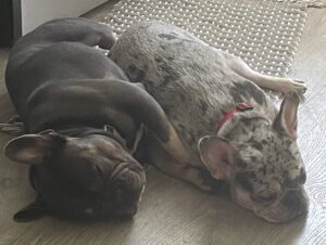 Chris Powell Instagram - So my best friend (Max) and his wife (Minnie) are having 9 puppies! I’m super happy for them. Puppies will be ready for new homes on Christmas. Get at me if you’re interested! #FunnyFarmFrenchies