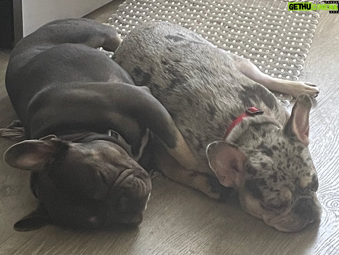 Chris Powell - 1.1K Likes - So my best friend (Max) and his wife (Minnie) are having 9 puppies! I’m super happy for them. Puppies will be ready for new homes on Christmas. Get at me if you’re interested! #FunnyFarmFrenchies