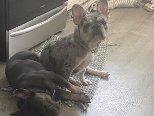 Chris Powell Instagram - So my best friend (Max) and his wife (Minnie) are having 9 puppies! I’m super happy for them. Puppies will be ready for new homes on Christmas. Get at me if you’re interested! #FunnyFarmFrenchies