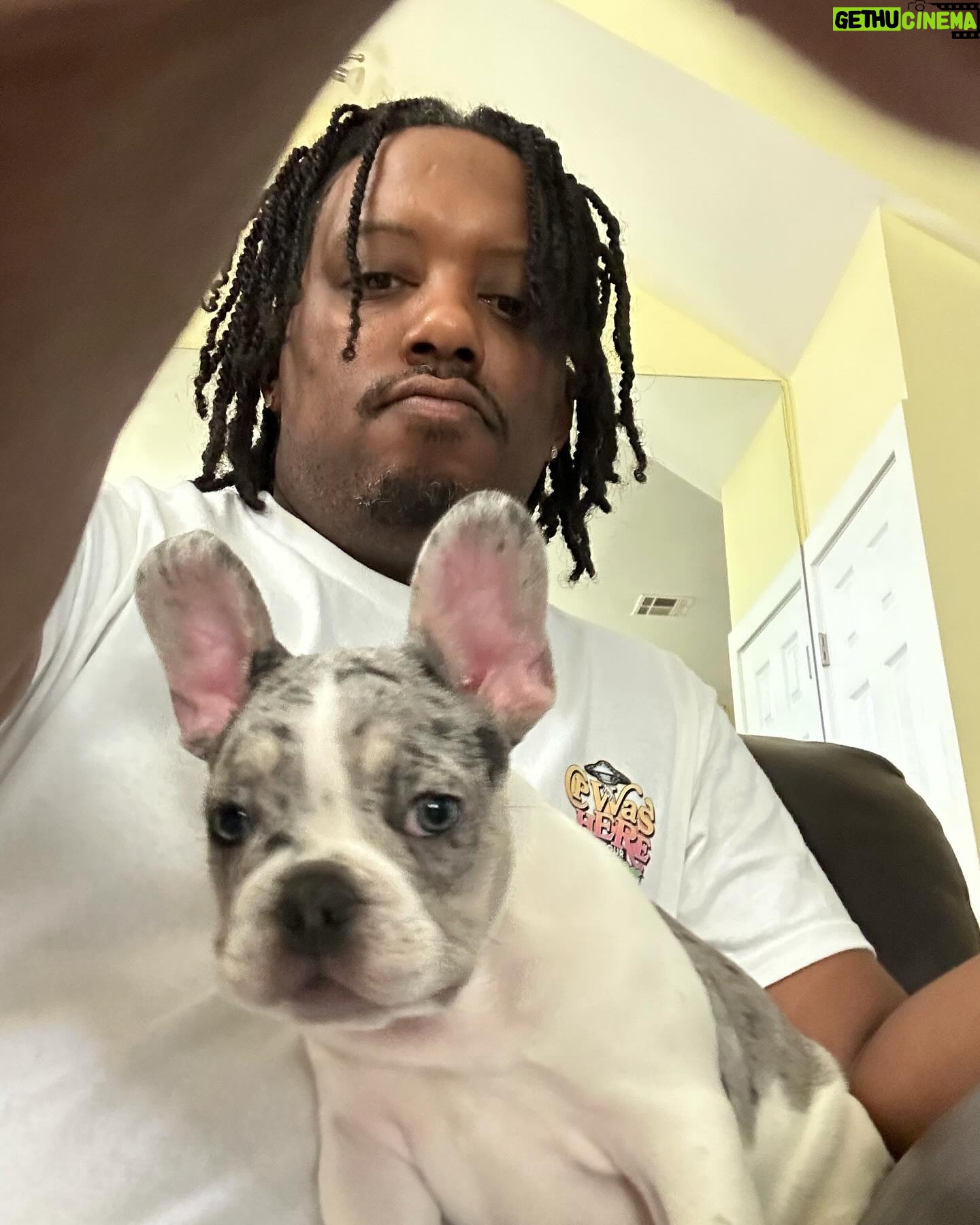 Chris Powell - 1.4K Likes - Really proud of this litter we produced @funnyfarmsfrenchies really dope colors and just overall great pups. We still have 2 boys left and I’m even letting them go for a great price (they’re cute but they gots to go) hit me in my DM or on @funnyfarmsfrenchies and let’s put it together.