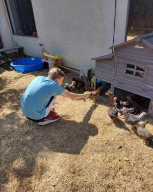 Christian Ganiere Instagram - My mom @vampwerezombie decided with our new house because we have over half an acre, she needed chickens. So she got a BUNCH of day old babies. Now they are 8 weeks old so we took them out to see the world for the first time. They are so silly.
.
.
#chickens #chickensofinstagram #crazychickenlady