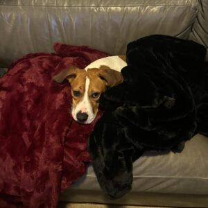 Christine Marie Evans Instagram - 2 years since we adopted the adorable princess Dawkins from @waldosrescue! So lucky to have such a sweet little angel in our lives ❤️❤️❤️ @littlemissdawkinshine
