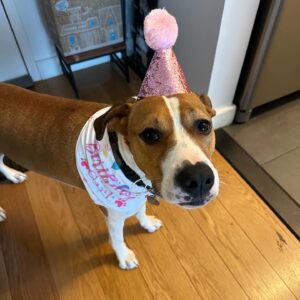 Christine Marie Evans Instagram - 2 years since we adopted the adorable princess Dawkins from @waldosrescue! So lucky to have such a sweet little angel in our lives ❤️❤️❤️ @littlemissdawkinshine