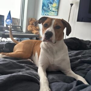 Christine Marie Evans Instagram - 2 years since we adopted the adorable princess Dawkins from @waldosrescue! So lucky to have such a sweet little angel in our lives ❤️❤️❤️ @littlemissdawkinshine