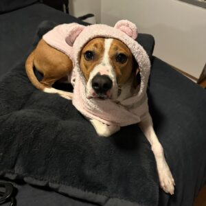 Christine Marie Evans Instagram - 2 years since we adopted the adorable princess Dawkins from @waldosrescue! So lucky to have such a sweet little angel in our lives ❤️❤️❤️ @littlemissdawkinshine