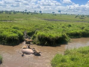 Christine Marzano Instagram - Trip of a lifetime. Riding across the #maasaimara on horseback with @offbeatridingsafaris Never felt more connected to nature and to, as The Lion King so aptly puts it, "The Circle of Life" also never had a better #digitaldetox