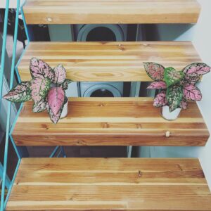 Christopher Larkin Instagram - Day 20: Lady Valentine in stereo, running down the stairs. #plants #alltheplantsinmyapartment
