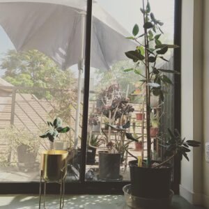 Christopher Larkin Instagram - Day 18: Little Ficus Audrey. Big Ficus Audrey. #plants #alltheplantsinmyapartment