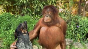 Chuku Modu Instagram - Try and watch this without smiling and feeling good about everything. 🐵🐴🐯🌏 #animals #love #earth