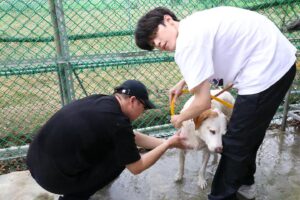Chun-Chih Huang Instagram - 小狗洗澡隊，出動！

昨天去了在石牌站附近的浪浪家園當志工，大家一起幫好多隻狗洗澡，交貓朋狗友、狗群狗黨（？）

這裡有很多需要陪伴、照顧的狗，原本還很擔心他們會很警戒，但實際幫他們洗澡的時候，發現都很親人、放鬆

最後和大家分享昨天發現的幸運草，祝大家和浪浪們都幸運