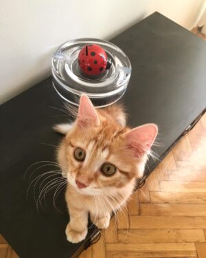 Cihan Ercan Instagram - Tam adı; Jose Maria Gutiérrez Hernández.. Ama biz ona kısaca Guti diyoruz.. 🐈⚽️❤️