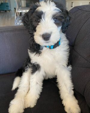 Cindy Sampson Instagram - I am now a full time pet photographer...
Meet our newest family member 🖤
Her name is Whistler ⛷ 
Hobbies include peeing & biting & being super cute 🐶