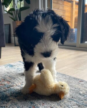 Cindy Sampson Instagram - I am now a full time pet photographer...
Meet our newest family member 🖤
Her name is Whistler ⛷ 
Hobbies include peeing & biting & being super cute 🐶