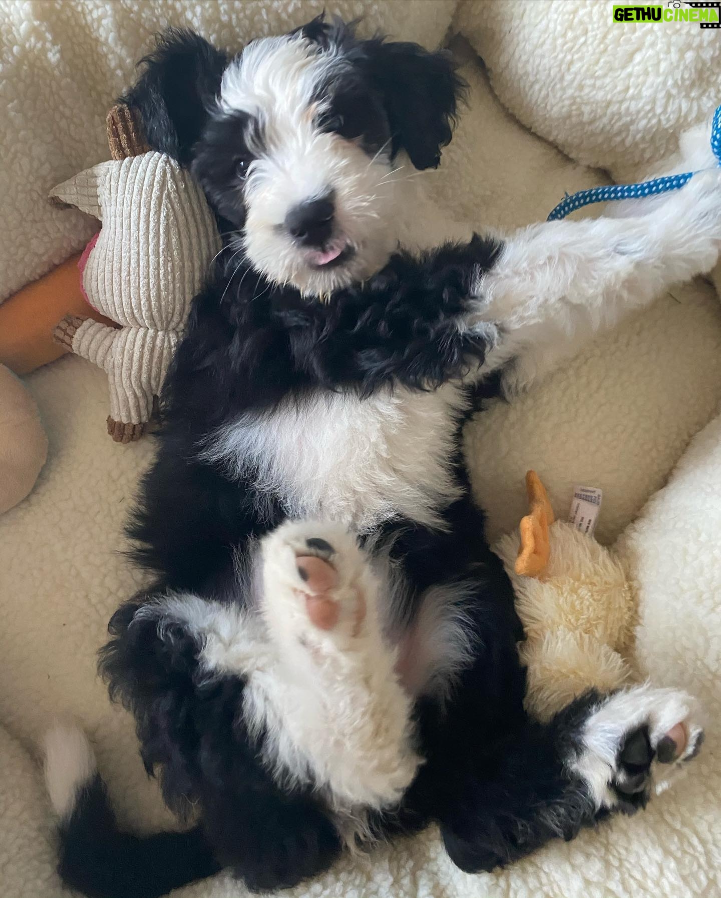 Cindy Sampson - 2K Likes - I am now a full time pet photographer...
Meet our newest family member 🖤
Her name is Whistler ⛷
Hobbies include peeing & biting & being super cute 🐶