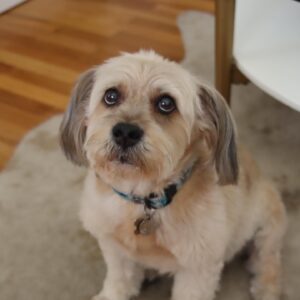 Clarke Wolfe Instagram - Ten years ago I brought Rufus home from @tailsofthecityrescue and I’ve been forcing him to snuggle with me ever since. Road trips, sleepovers, flights, states, sets, surgeries — Rufus has done it all and every day I know I am the luckiest to be his human. 🐾 Happy Gotcha Day, little Rufus! I love you so much. #adoptdontshop #gotchaday #dogsofinstagram #rufus #rescue