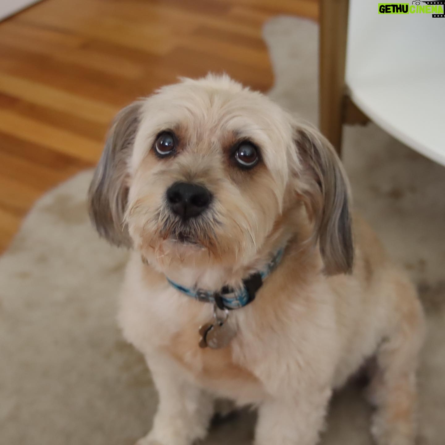 Clarke Wolfe - 528 Likes - Ten years ago I brought Rufus home from @tailsofthecityrescue and I’ve been forcing him to snuggle with me ever since. Road trips, sleepovers, flights, states, sets, surgeries — Rufus has done it all and every day I know I am the luckiest to be his human. 🐾 Happy Gotcha Day, little Rufus! I love you so much. #adoptdontshop #gotchaday #dogsofinstagram #rufus #rescue