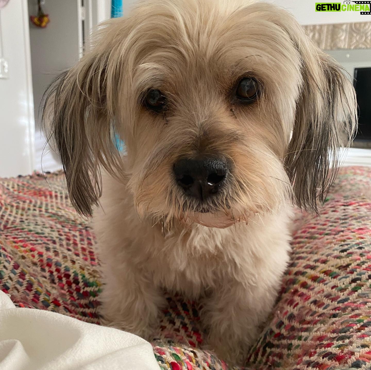 Clarke Wolfe - 528 Likes - Ten years ago I brought Rufus home from @tailsofthecityrescue and I’ve been forcing him to snuggle with me ever since. Road trips, sleepovers, flights, states, sets, surgeries — Rufus has done it all and every day I know I am the luckiest to be his human. 🐾 Happy Gotcha Day, little Rufus! I love you so much. #adoptdontshop #gotchaday #dogsofinstagram #rufus #rescue