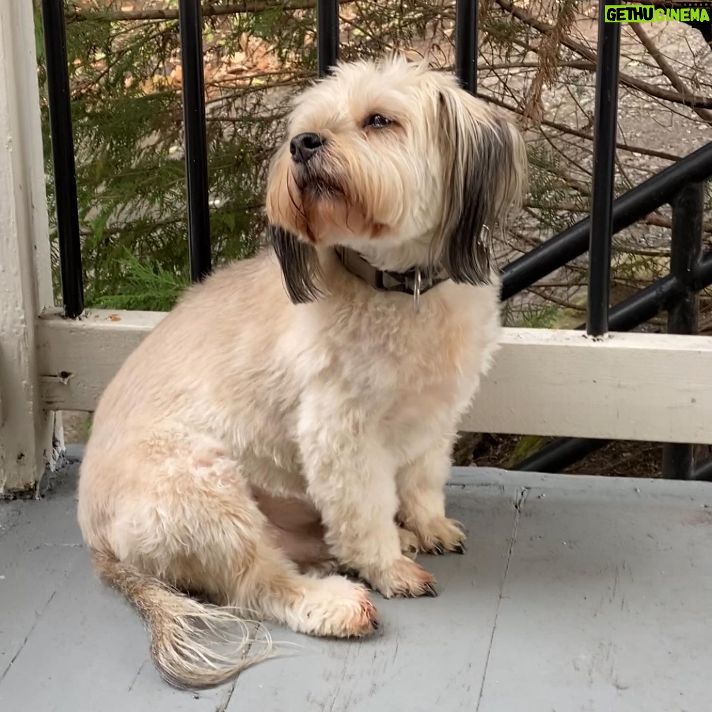 Clarke Wolfe - 528 Likes - Ten years ago I brought Rufus home from @tailsofthecityrescue and I’ve been forcing him to snuggle with me ever since. Road trips, sleepovers, flights, states, sets, surgeries — Rufus has done it all and every day I know I am the luckiest to be his human. 🐾 Happy Gotcha Day, little Rufus! I love you so much. #adoptdontshop #gotchaday #dogsofinstagram #rufus #rescue