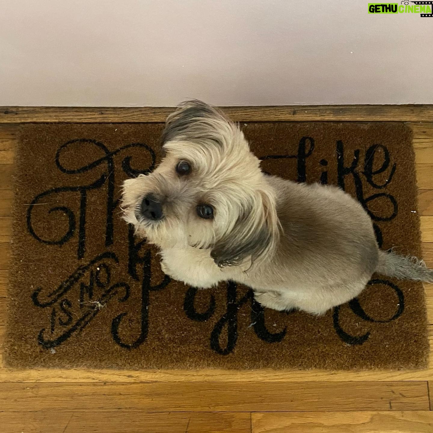 Clarke Wolfe - 528 Likes - Ten years ago I brought Rufus home from @tailsofthecityrescue and I’ve been forcing him to snuggle with me ever since. Road trips, sleepovers, flights, states, sets, surgeries — Rufus has done it all and every day I know I am the luckiest to be his human. 🐾 Happy Gotcha Day, little Rufus! I love you so much. #adoptdontshop #gotchaday #dogsofinstagram #rufus #rescue