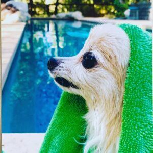 Claudia Black Instagram - “Hey Bubble”
A moment in time where now fully vaxxed, I whisk a bestie away for a mini adventure down by the sea. A bestie whom I sometimes endearingly nickname bubble- and whose superstar dog I also sometimes call bubble-who both have also comprised the entirety of my COVID bubble, and in this moment of newfound and slightly daunting freedom we find ourselves walking into a sea of...bubbles. What a year. What a friendship. What a thing a bubble be. Bubbles can be made of dish soap and formed from wind and rope by some dude dispensing fleeting moments of joy, for a tip. They can be formed in global pandemics with someone you can truly trust with your life when suddenly other people- even those you know and love - can through no fault of their own, or through denial, become a threat to your personal safety. Bubbles can hold an emergency trip to the vet for a dog that somehow one fateful night beats all the odds and continues to exceed expectations. Bubbles include emergency blasting of the Peter Gabriel song from the John Cusak movie from my car and across an unsuspecting street. And the witnessing of the precise moment the Christmas lights turned on at Christmas Tree Lane; the loud Aahhhh that spontaneously followed in stereo. There’s falling on the ground in tears after our first CDC sanctioned hug. The moment realizing that it was mini bubble’s first time experiencing the ocean. 

Bubbles can be the effervescent people we love who encapsulate joy like onomatopoeia in motion. The gratitude they inspire might very well keep a heart open long after the dude with the soapy rope packs up for the day. I thank everything holy for my...bubble. Hey, Bubble. Hey.