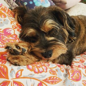 Claudia Black Instagram - When you’ve had a really long day and your heart is heavy there’s always this little crazy one. Halloumi. Yes, we named her after a grilling cheese because it’s one of our favorite things. And if you’ve never heard of the cheese it sounds like a Hawaiian princess’ name. And she is regal and stubborn and batshit crazy and chatty. Super vocal. She sounds like Jimmy Stewart when she tells me about her day. Or when she wants me to play and give her attention. She’s well travelled. She’s super friendly. Has a ton of energy. Runs like lightening. And has no sense of boundaries. She has five hundred nicknames; cheesy biscuits and hairy cheese to name a few. If this were a dating profile she’d be very, very single.