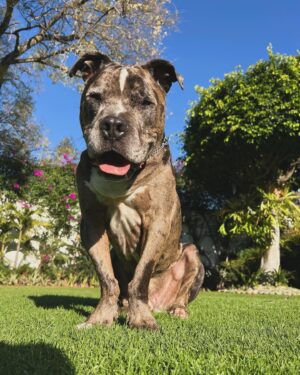 Claudio Roca Instagram - El Moncholongo más feliz de la historia 🐶✨🫰🏼
Queremos muchos más primeros viajes con él.