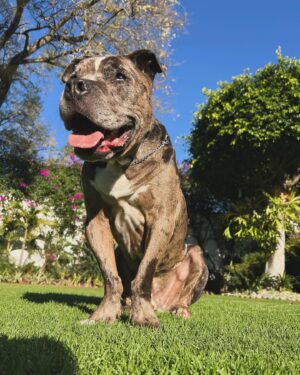 Claudio Roca Instagram - El Moncholongo más feliz de la historia 🐶✨🫰🏼
Queremos muchos más primeros viajes con él.