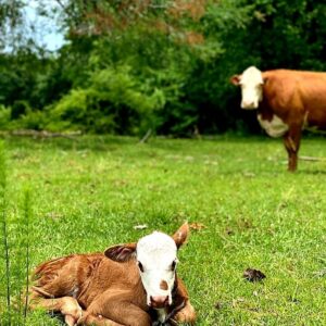 Clayne Crawford Instagram - Our New addition. 
What should we name her? 

(And yes, its "that" kind of farm...Big Pets) 
#farmlife #naturerocks #cows