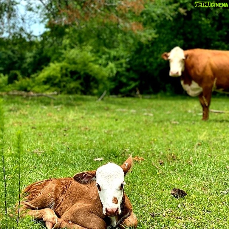 Clayne Crawford - 5.9K Likes - Our New addition.
What should we name her?
(And yes, its "that" kind of farm...Big Pets)
#farmlife #naturerocks #cows