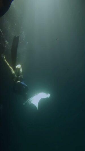Clive Standen Instagram - I got to dance with Madame Manta under a pale moonlit ocean 

Filmed by my friend  @jalilnajafov 
@discoversharks
@cressi1946