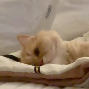 Code Kunst Instagram - 아무리 생각해 봐도 고양이 사랑은 좀 일방적이어야 제맛인 것 같더라구요